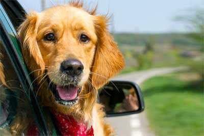 Casa de vacaciones en alquiler con perro